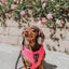 Dog Adjustable Harness - Neon Pink