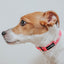 Dog Collar - Neon Pink