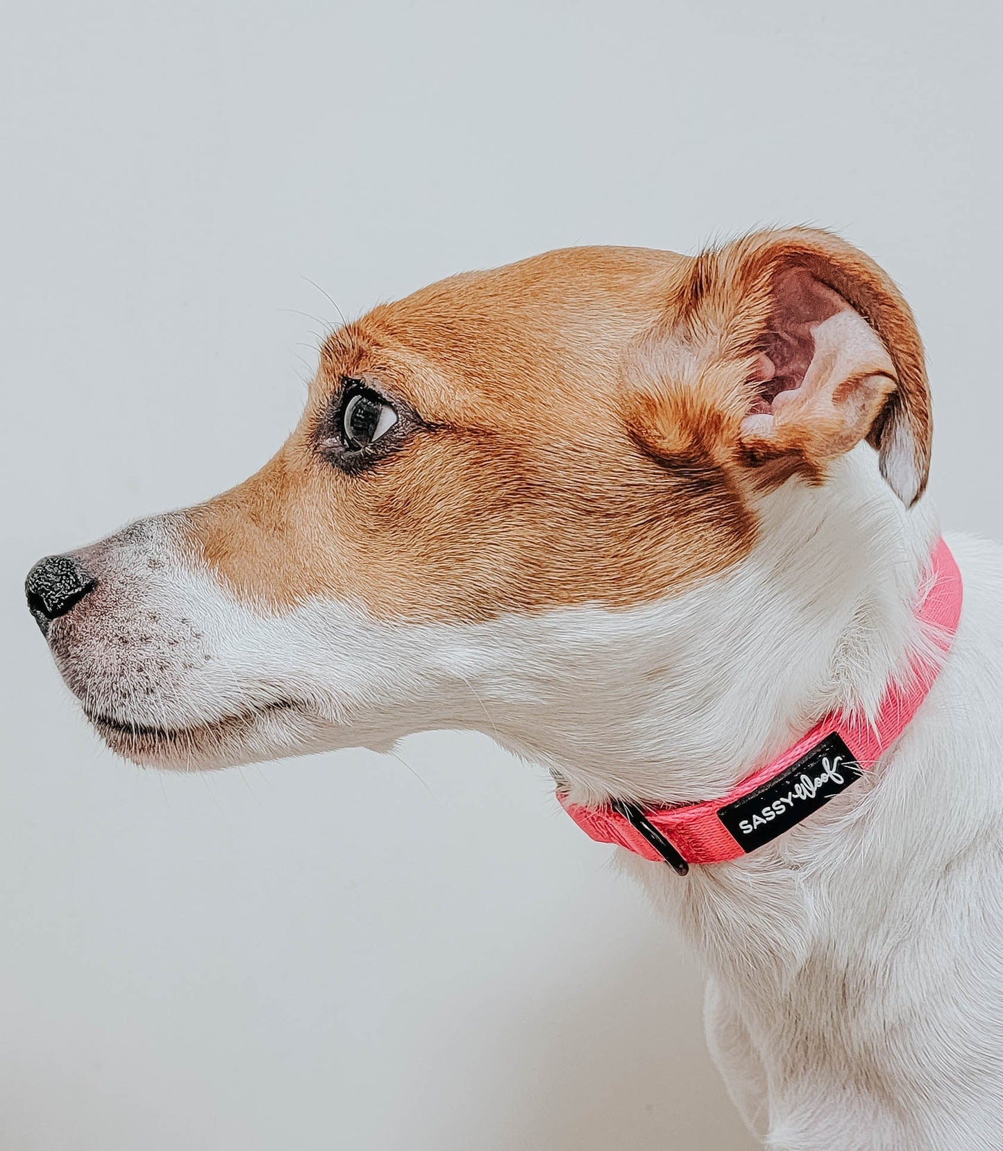 Dog Collar - Neon Pink