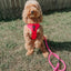 Dog Adjustable Harness - Neon Pink