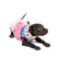 Pink Ski Bum Dog Sweater
