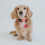 Dog Collar - Neon Pink