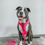 Dog Leash - Neon Pink