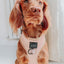 Dog Adjustable Harness - Pinot