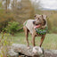 Ragg Wool Fair Isle Dog Sweater
