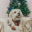 Dog Adjustable Harness - Deck the Paws