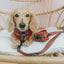 Dog Adjustable Harness - Deck the Paws