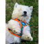 Plush Step In Air Mesh Harness - Camo/Orange