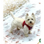 Plush Step In Harness Plaid Red