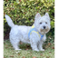 Plush Step In Harness Spring Plaid