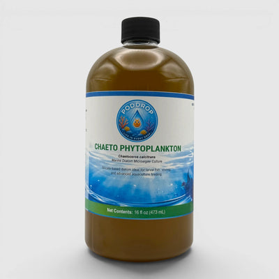 Chaetoceros calcitrans Phytoplankton Culture