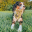 Dog Collar - Haunt Mess