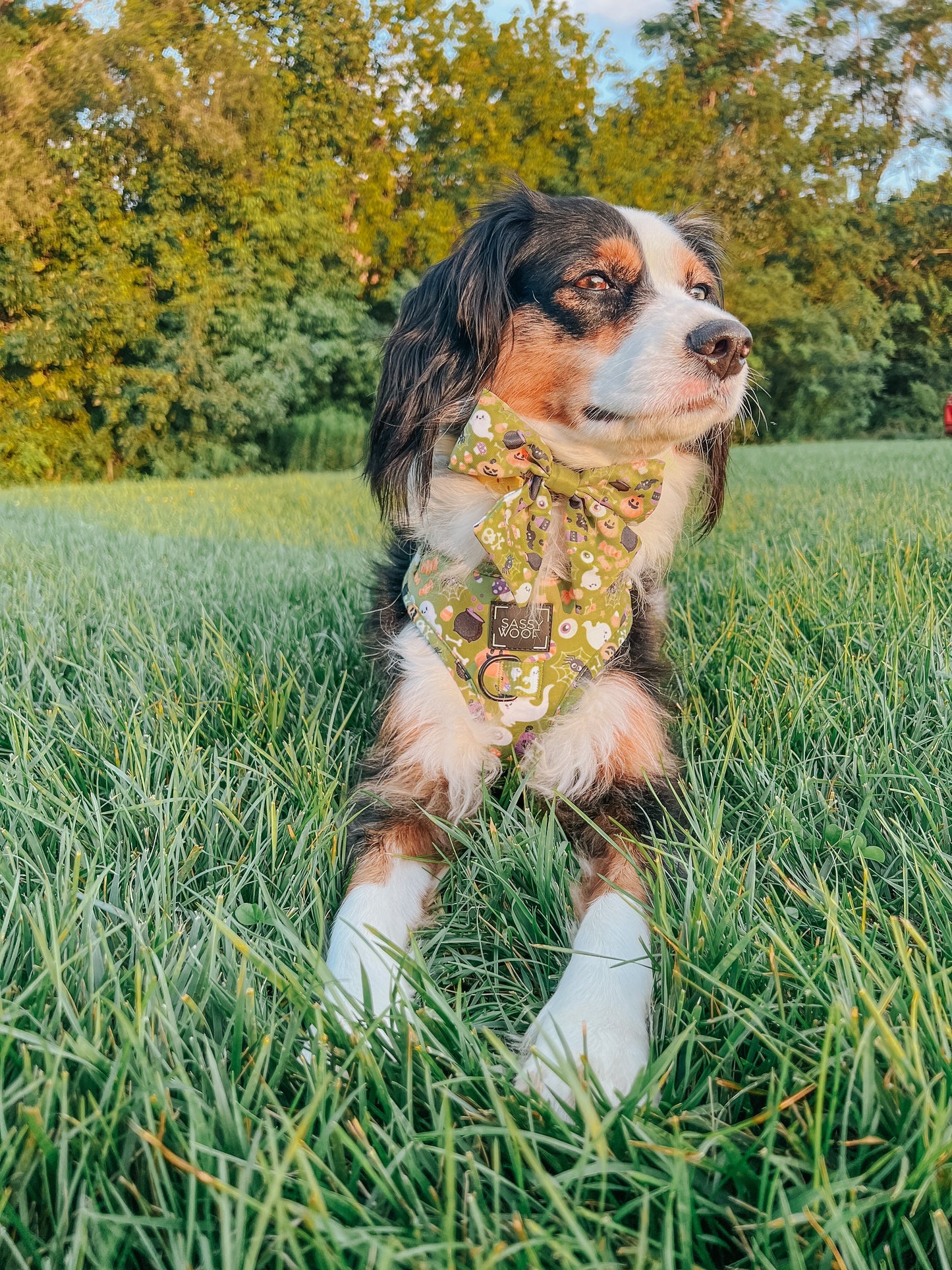 Dog Collar - Haunt Mess