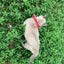 Prey Saver Cat Collar