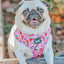 Dog Adjustable Harness - I Chews You