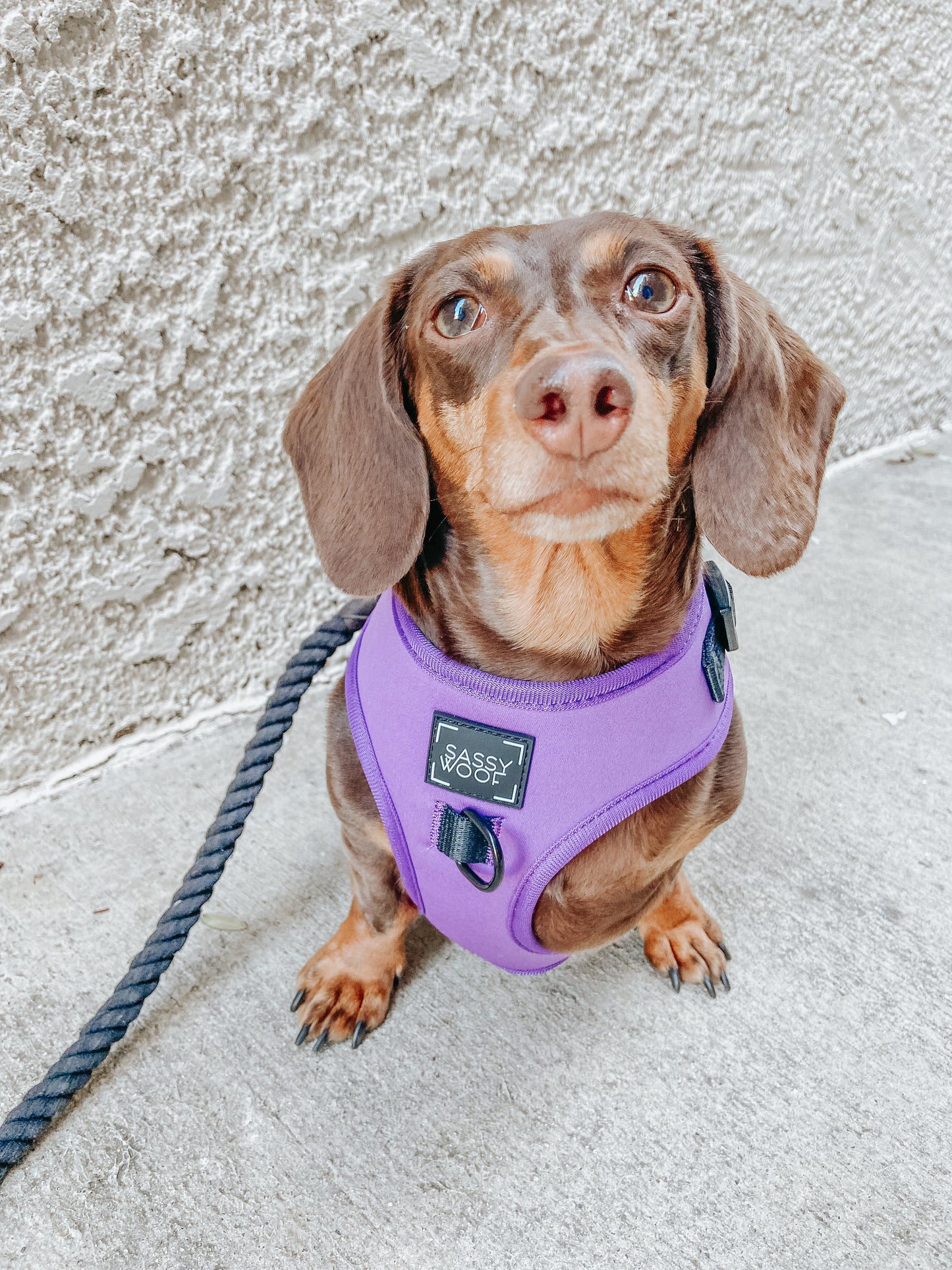Dog Adjustable Harness - Neon Purple