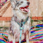 Dog Adjustable Harness - Pup Pup Hooray