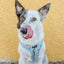 Dog Adjustable Harness - Pup Pup Hooray