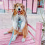 Dog Adjustable Harness - Pup Pup Hooray