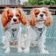 Dog Adjustable Harness - Pup Pup Hooray
