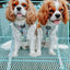 Dog Leash - Pup Pup Hooray