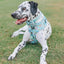 Dog Adjustable Harness - Pup Pup Hooray