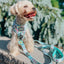 Dog Adjustable Harness - Pup Pup Hooray