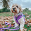 Dog Leash - Neon Purple