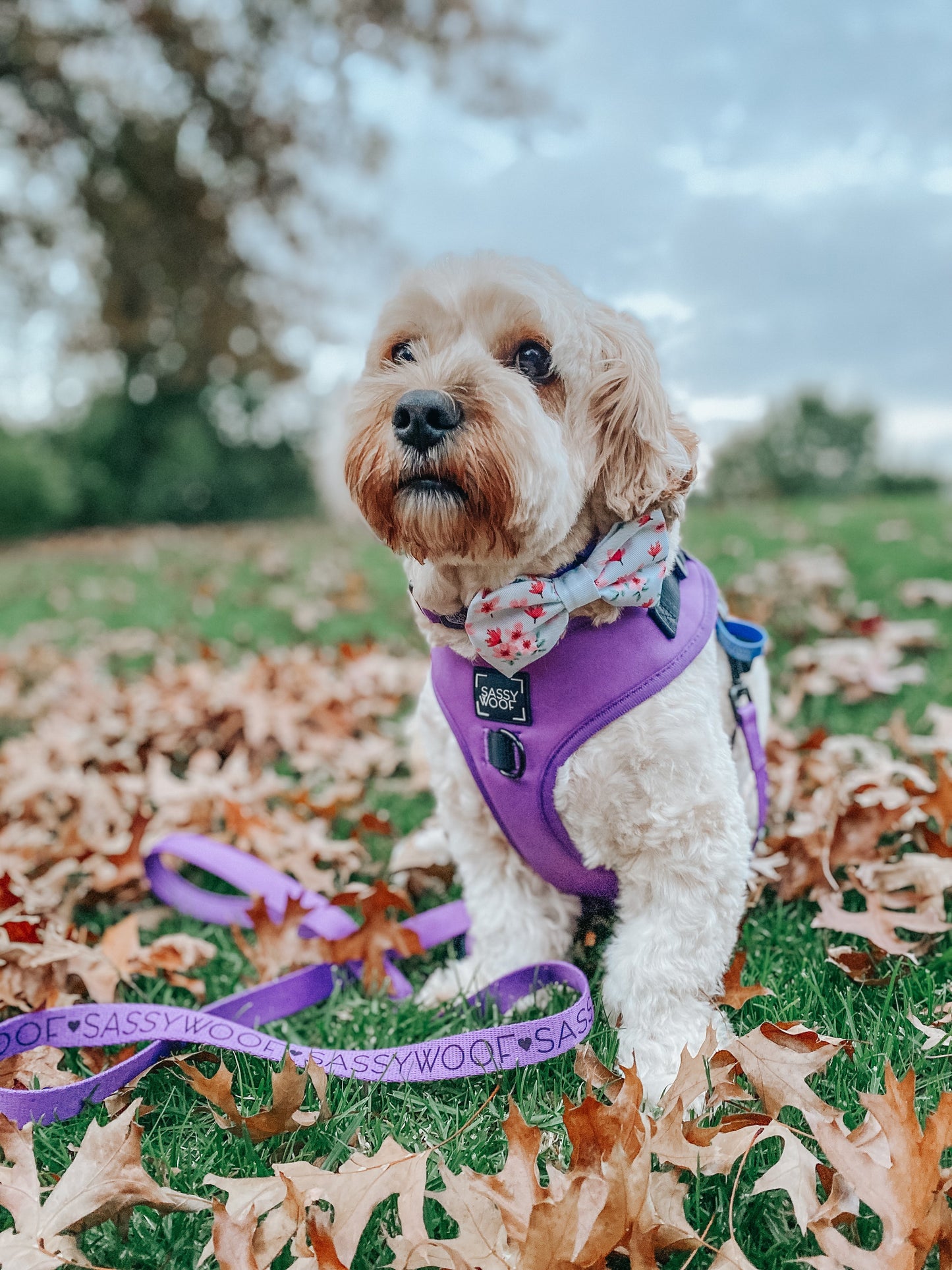 Dog Leash - Neon Purple