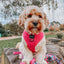 Dog Reversible Harness - Floral Frenzy
