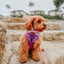 Dog Adjustable Harness - Neon Purple