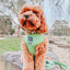 Dog Reversible Harness - Serving Up Sass