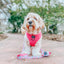 Dog Reversible Harness - Floral Frenzy