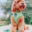 Dog Reversible Harness - Serving Up Sass