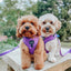 Dog Adjustable Harness - Neon Purple
