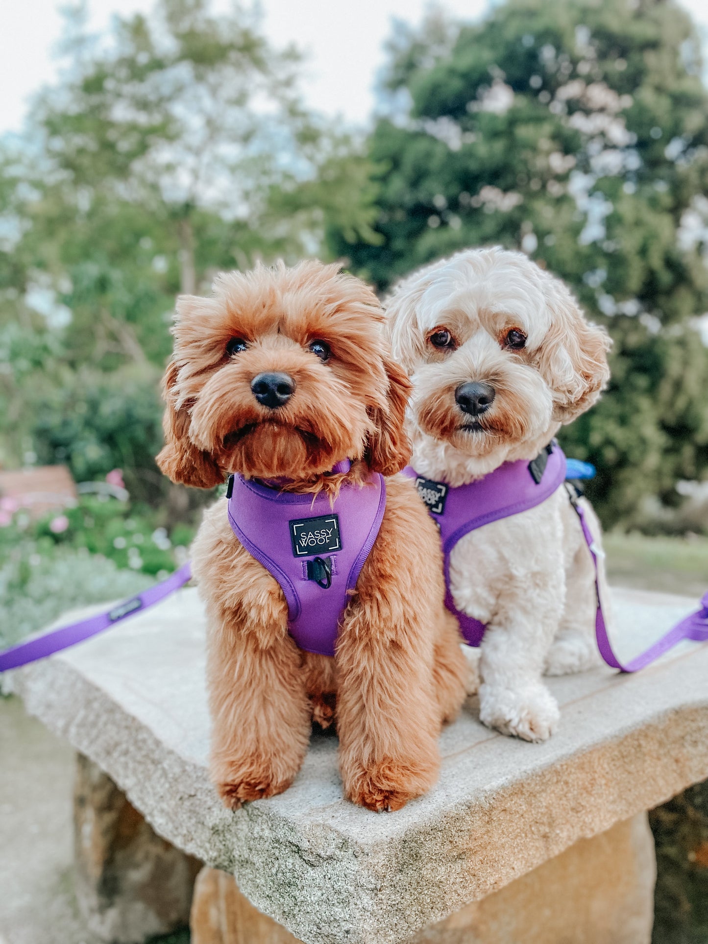 Dog Adjustable Harness - Neon Purple