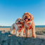 Dog Adjustable Harness - Muscle Bod