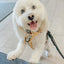 Dog Step-In Harness - Sunflower Dreams