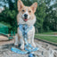 Dog Adjustable Harness - Berry Sassy