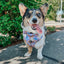 Dog Adjustable Harness - Disney's Jasmine