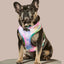 Rainbowtooth Reversible Harness
