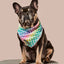 Rainbowtooth Cooling Bandana