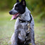 Jeffers Reflective Hound Series Nylon Dog Leash, 1" x 4'