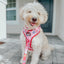 Dog Adjustable Harness - Mean Girls™
