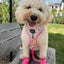 Dog Adjustable Harness - Magnolia