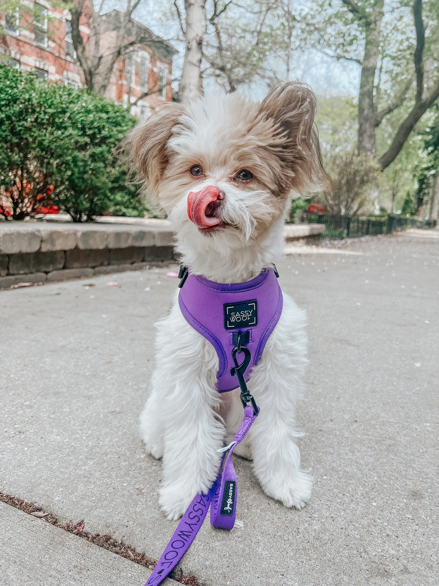 Dog Leash - Neon Purple
