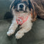 Dog Collar - Care Bears™ Cheer Bear