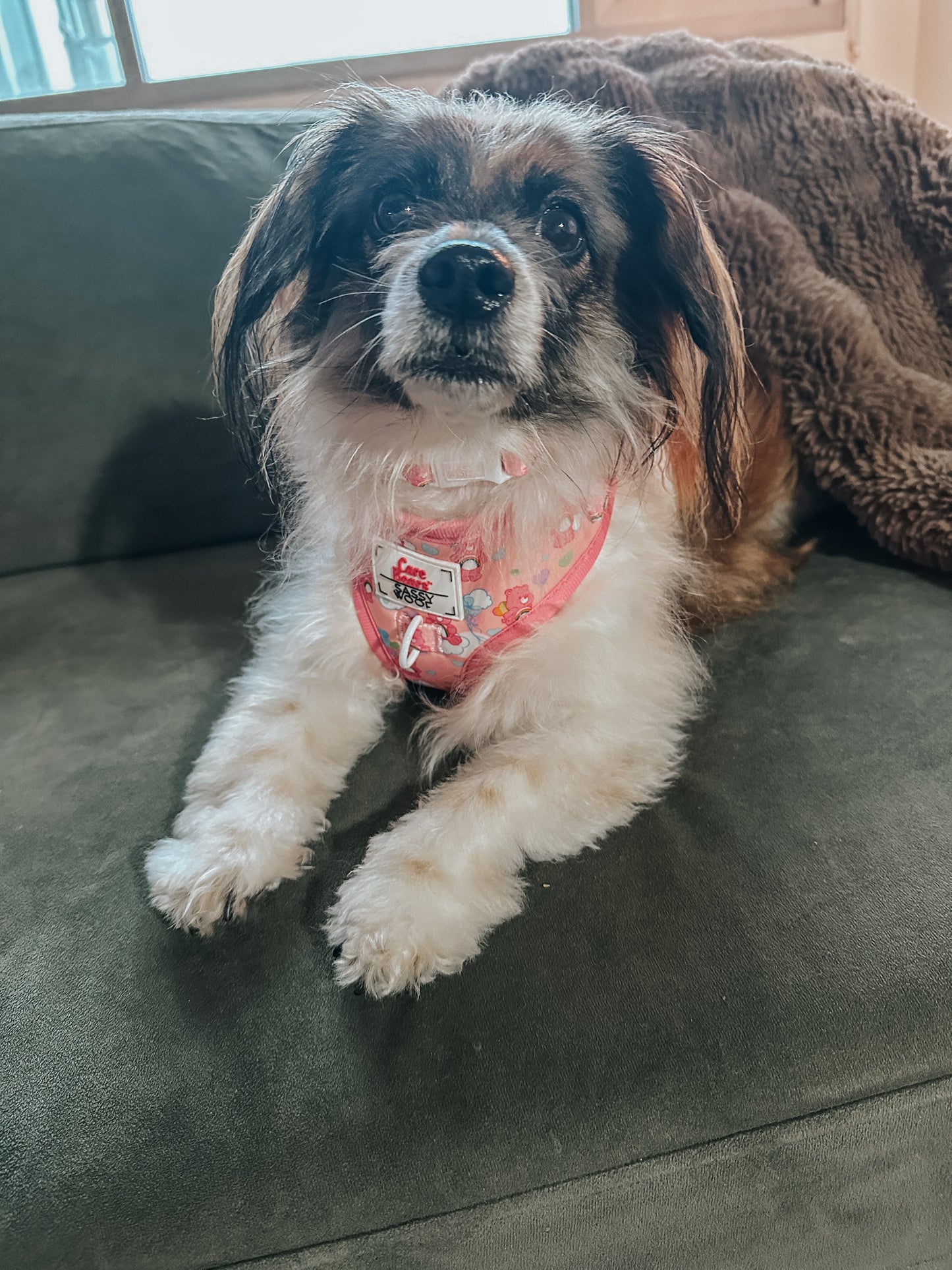 Dog Collar - Care Bears™ Cheer Bear