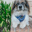 Dog Adjustable Harness - Spellbound