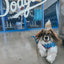Dog Leash - MLB™ x Peanuts™ Los Angeles Dodgers™